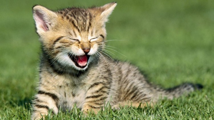 Котенок улыбается