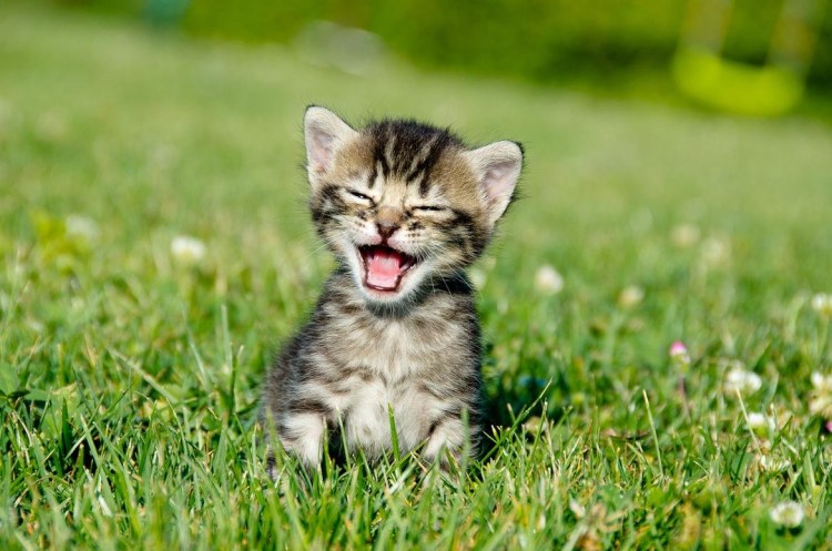 Радостный котенок