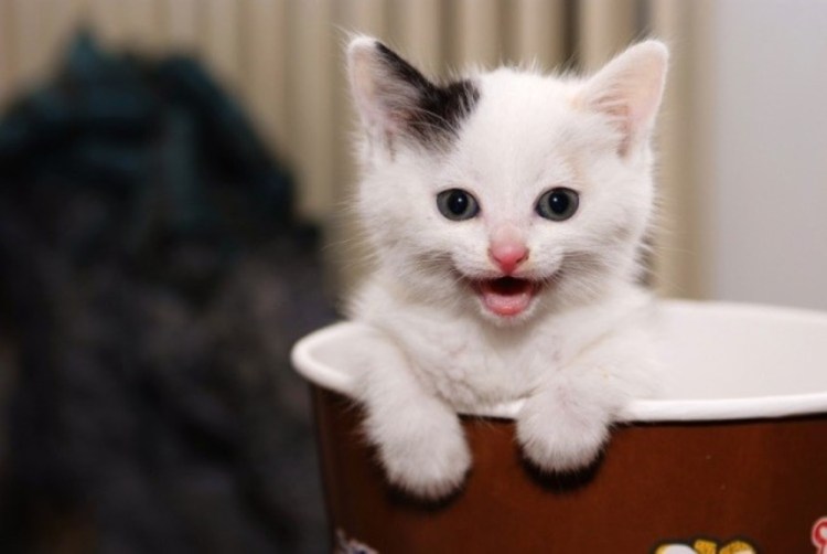 Маленькие котятки