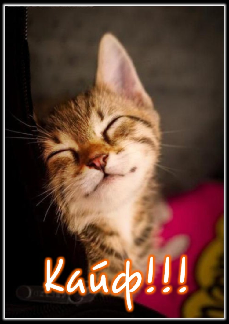 Милый котик