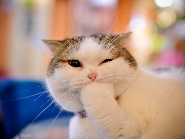 Котенок утро