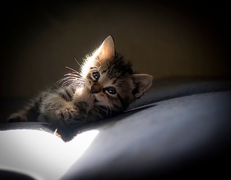 Кот улыбается