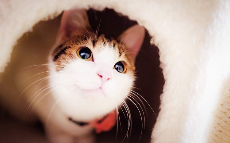 Маленький котенок Мем