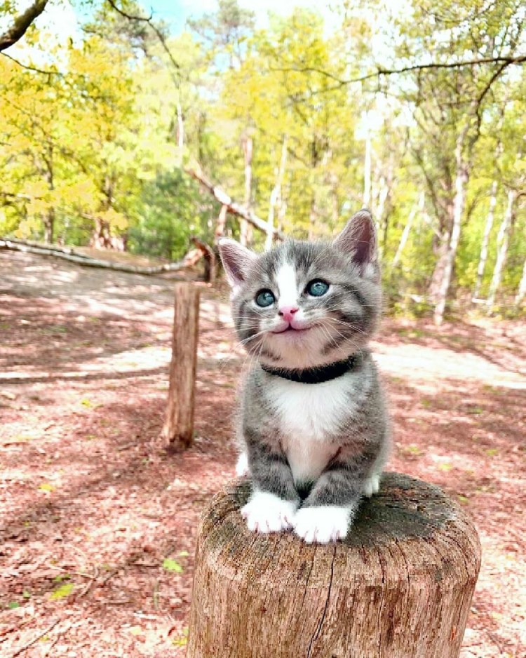 Смешной рыжий котенок