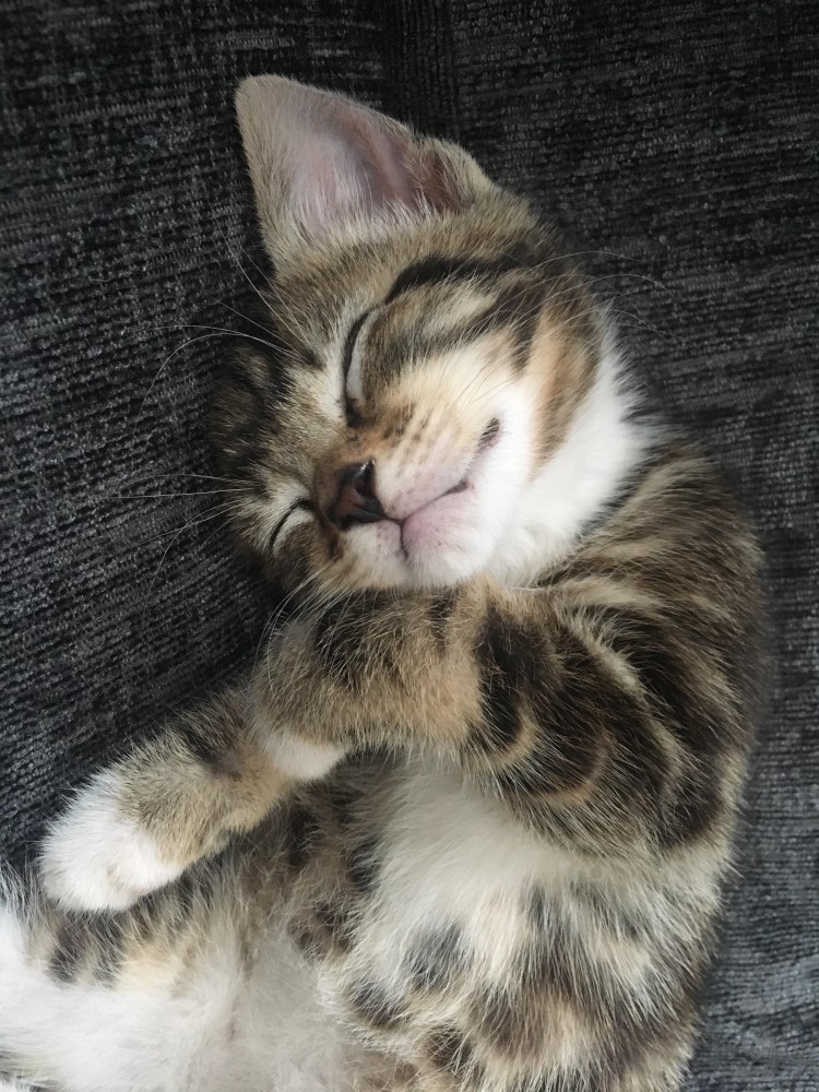 Спящий котик