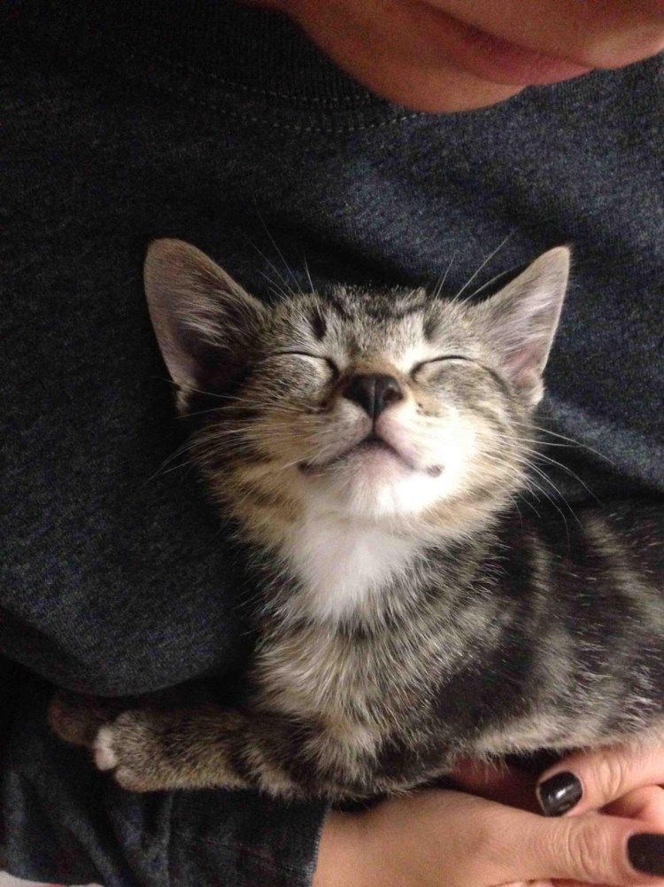 Кот улыбается