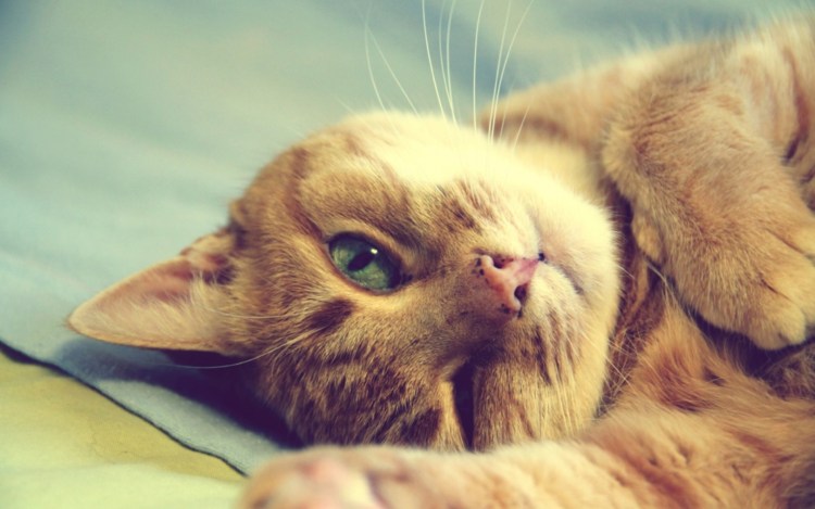 Радостный котик