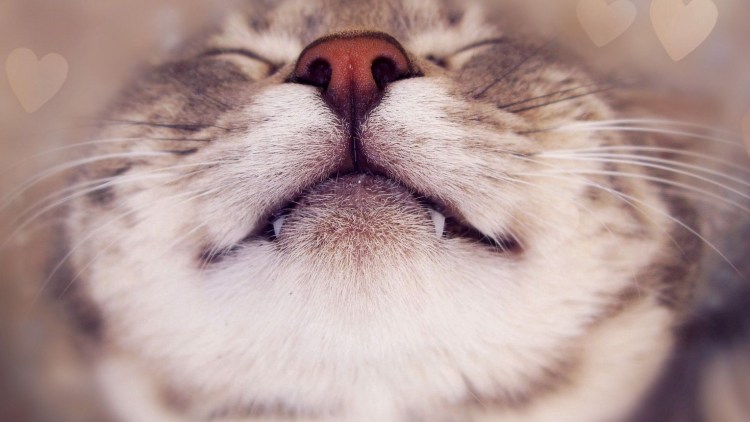 Кот умиляется