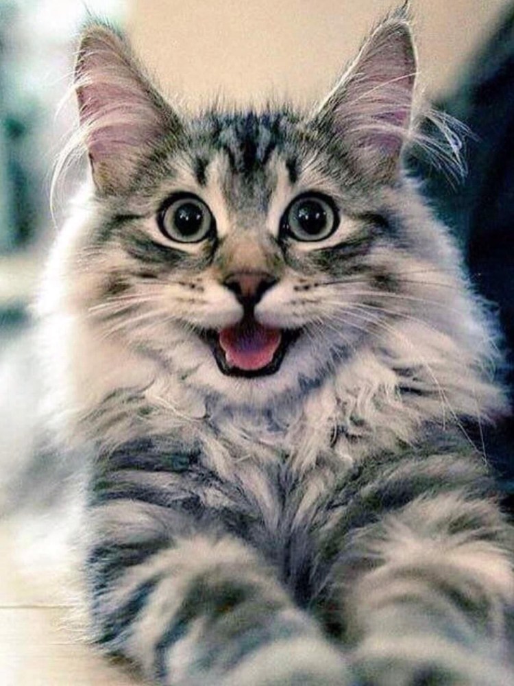 Милые мордочки котов