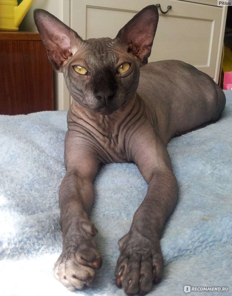 Лысый кот Локи