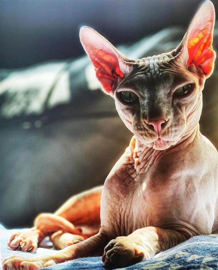 Беременная лысая кошка фото