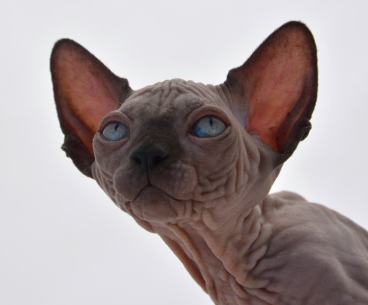 Лапки сфинкса