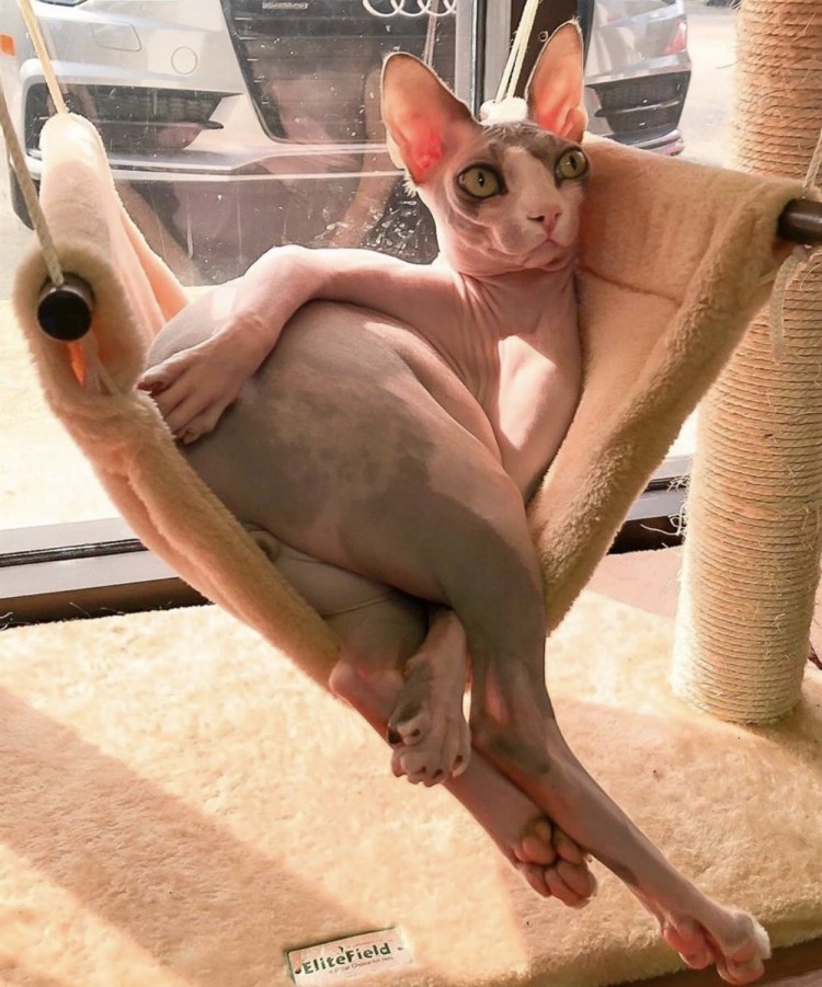 Канадский сфинкс лапы