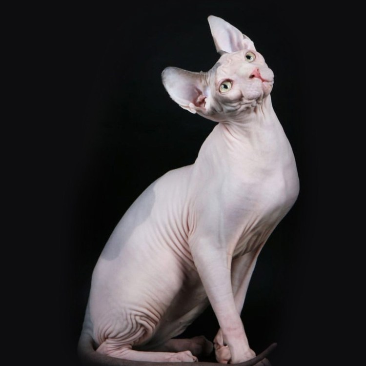 Ксердан кот самый страшный фото