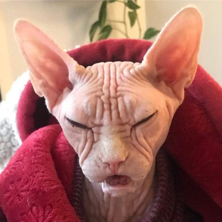 Дальневосточный сфинкс кот