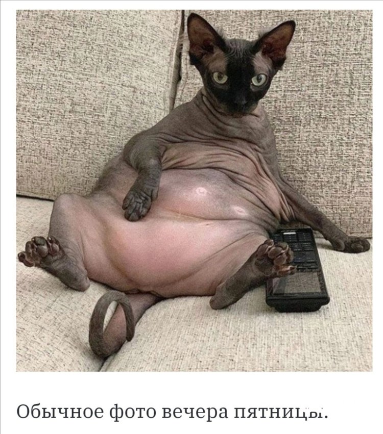 Канадский сфинкс в старости