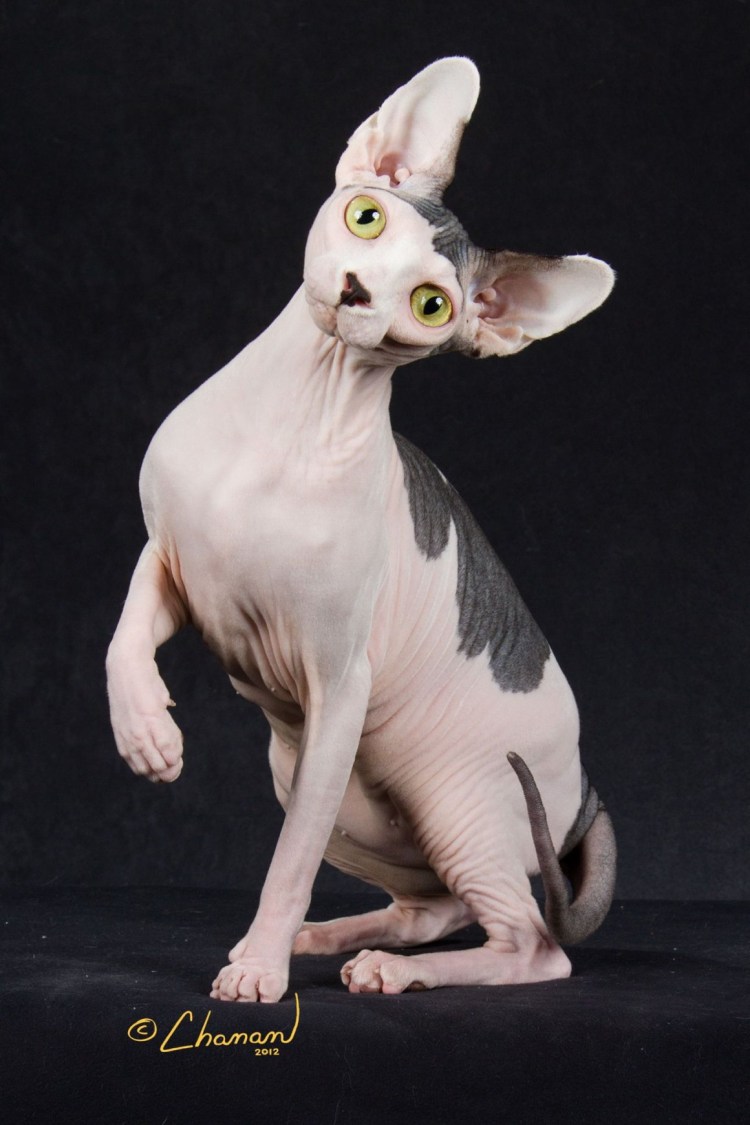 Сфинксы Минксин