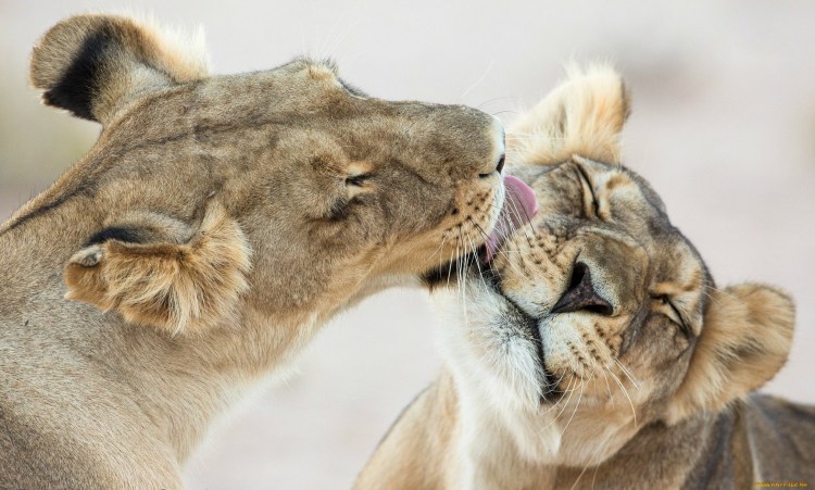 Нежность львицы и Льва