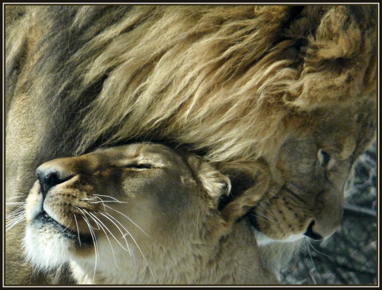 Львы целуются