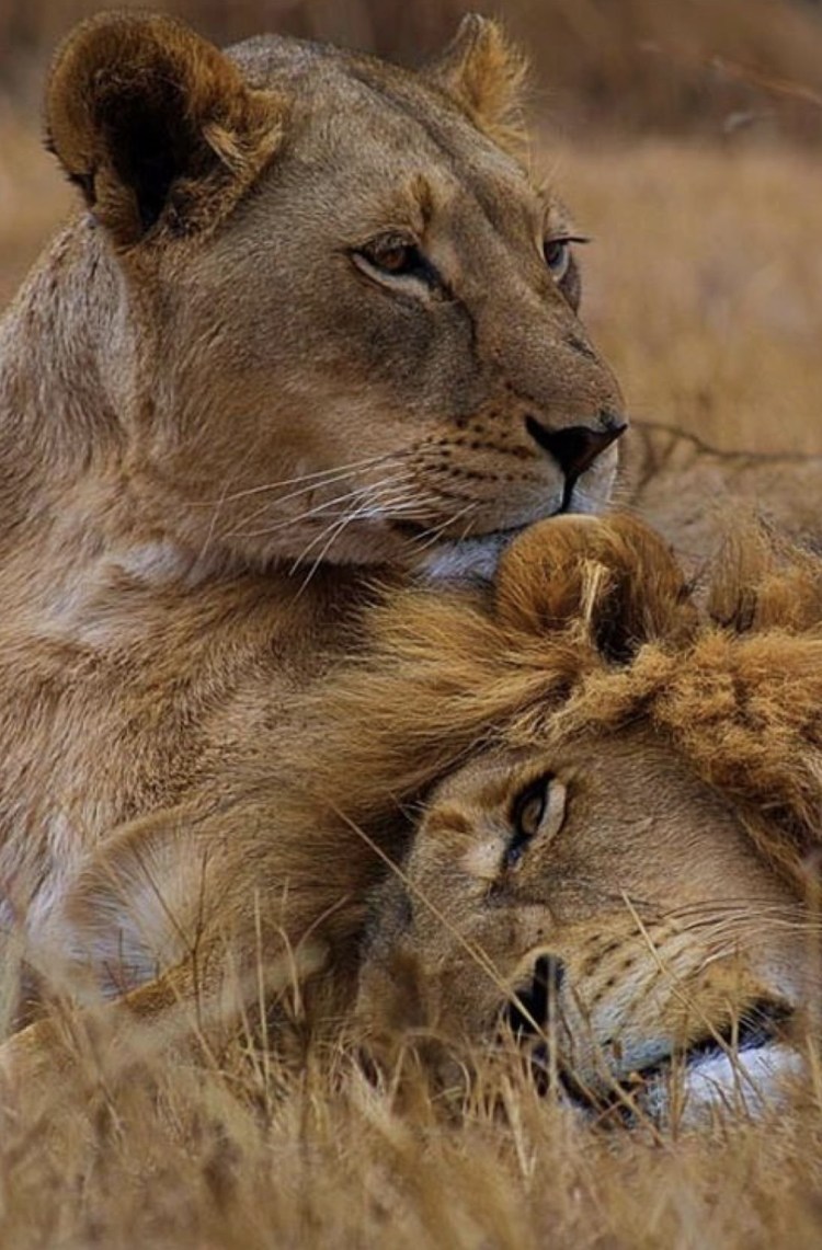 Животная страсть