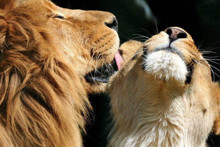 Львица и Львенок