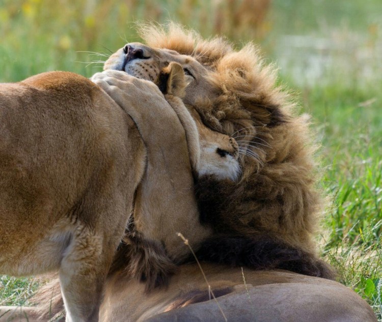 Любовь Львов