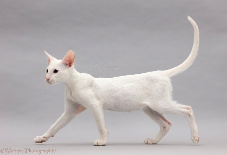 Худая кошка