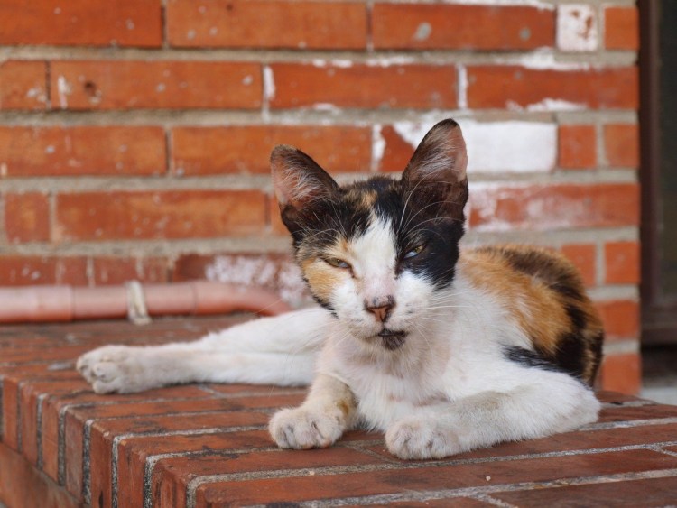 Ориентальная кошка Рэд