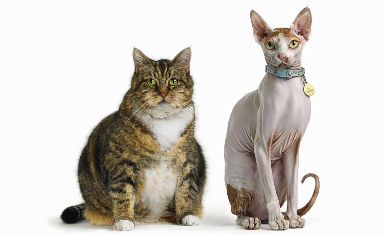 Бежевая худая кошка