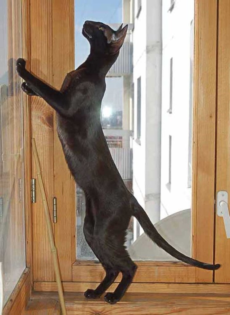 Черный худой кот