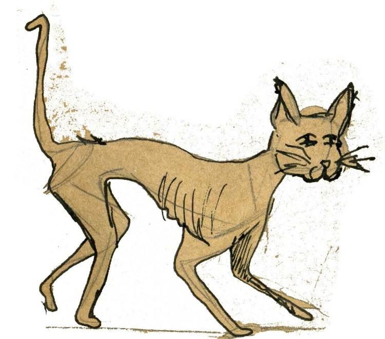 Разные породы кошек