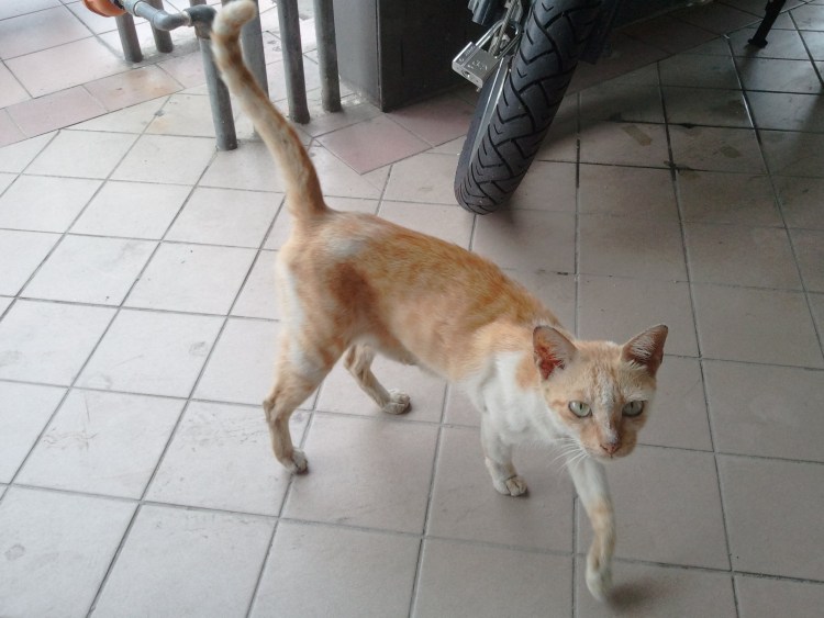 Худой рыжий кот