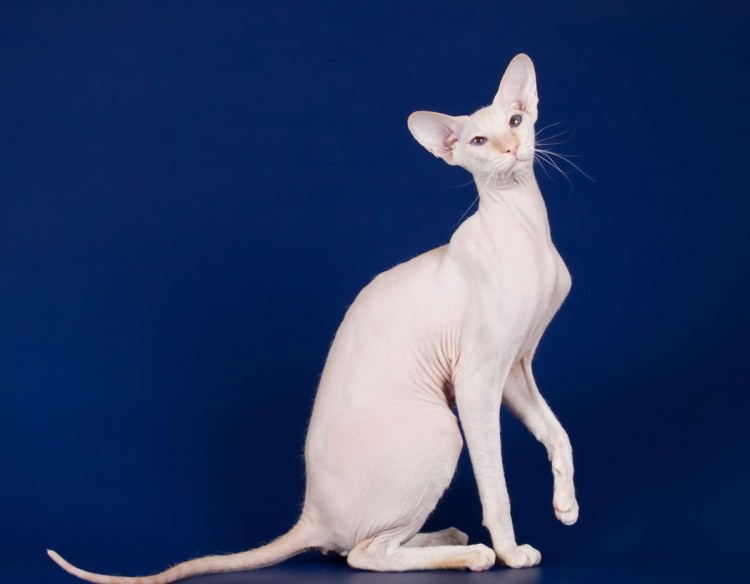 Стройная кошка