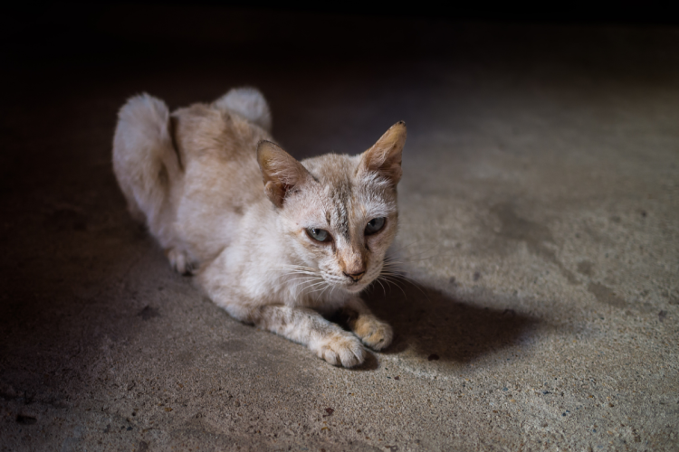 Мокрые кошки смешные