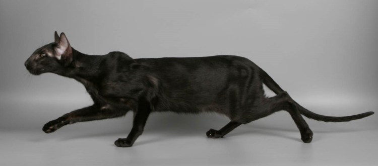 Ориентальная кошка в полный рост