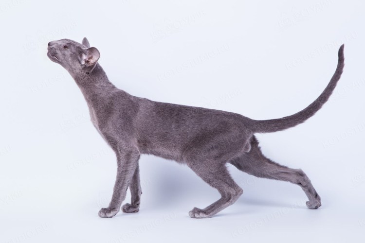 Жирный ориентальный кот