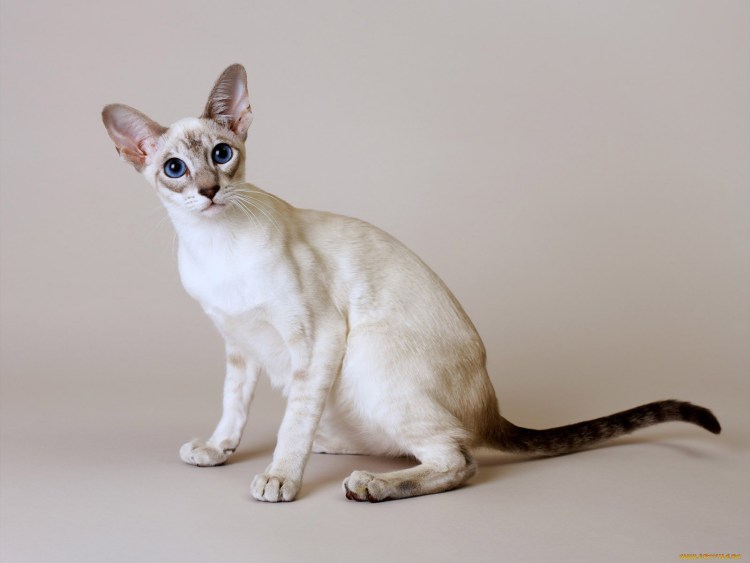 Кот Тоби с обвисшей кожей