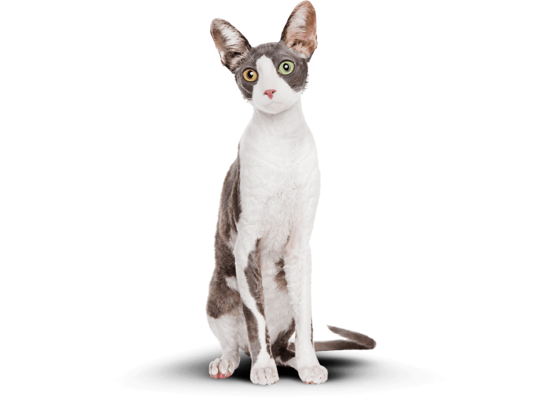 Кошка Ориентал короткошёрстная