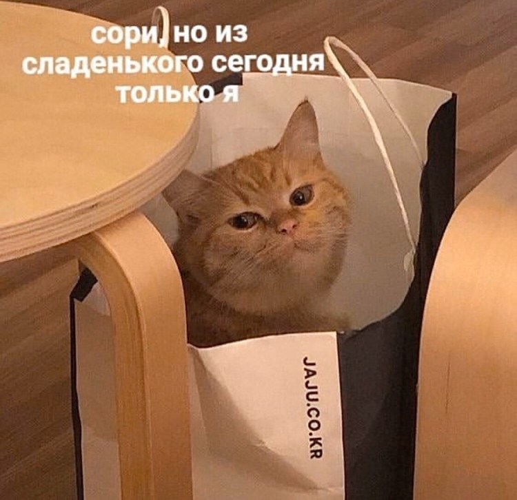Мемы с котами и едой
