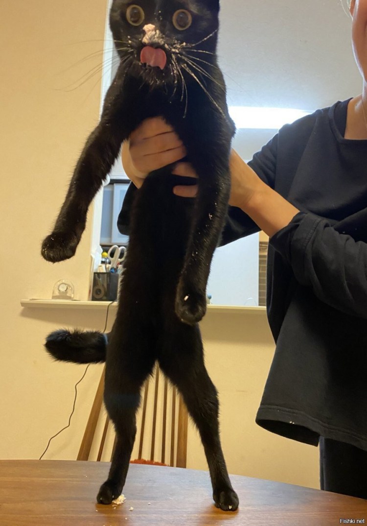 Котенок обедает