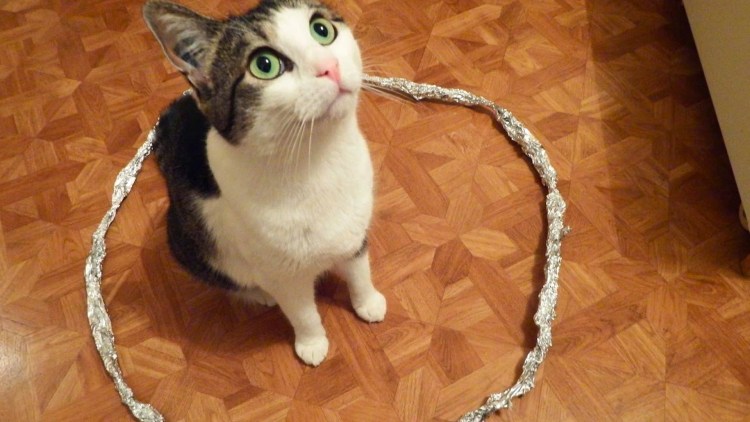 Кот на сковородке