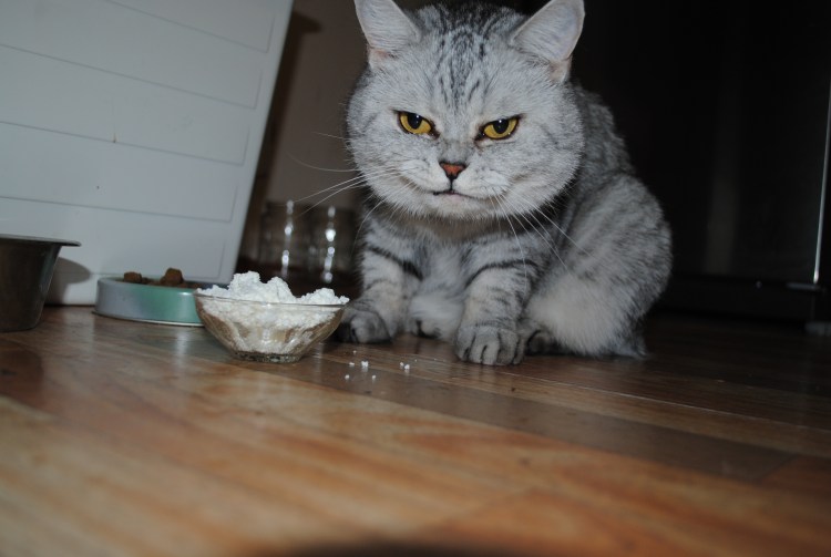 Котенок в сметане