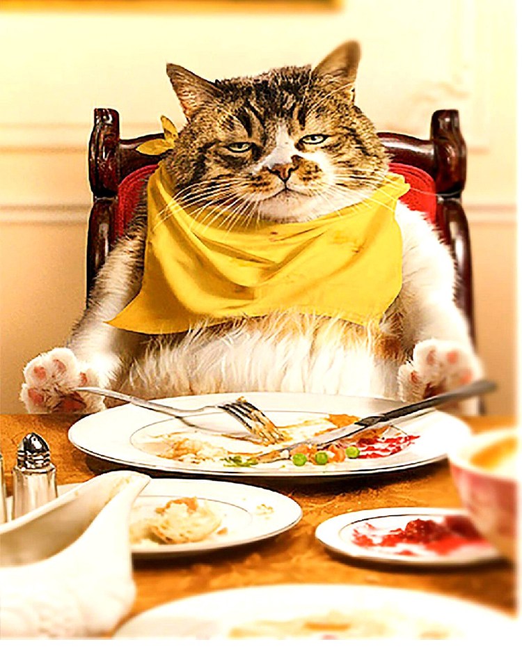 Кот на сковородке