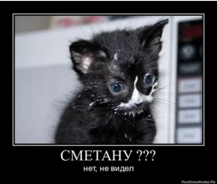 Котик с пельменями