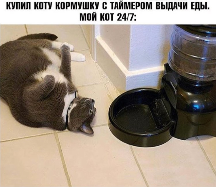 Еда для кошек
