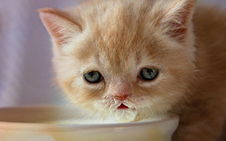 Котенок испачкался в сметане