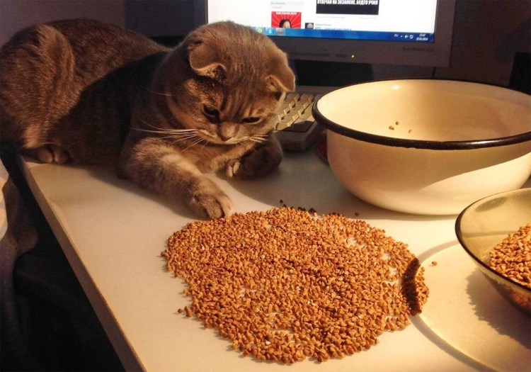 Кот мордой в миске