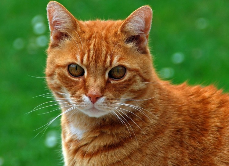 Британская шиншилла