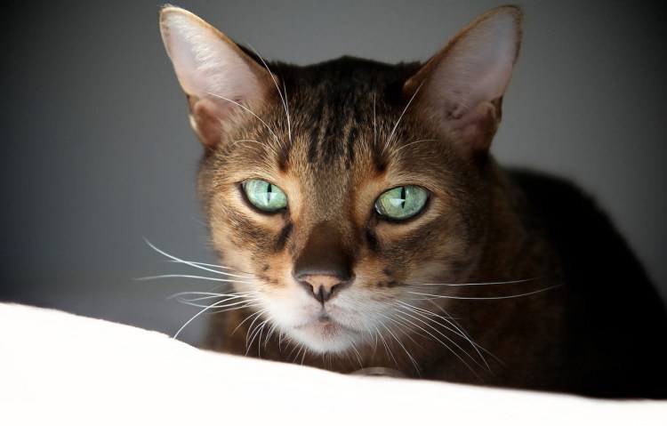 Скоттиш страйт Хосико