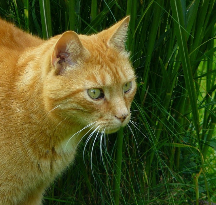 Британская шиншилла Хосико